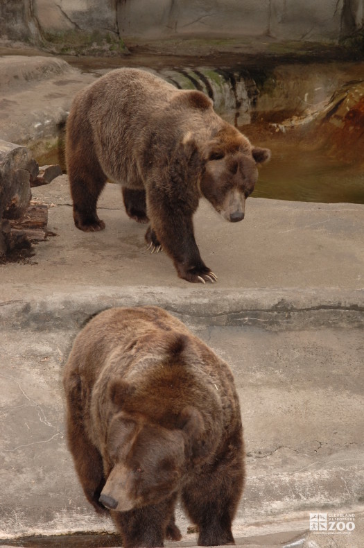 Grizzly Bears One in Front of the Other