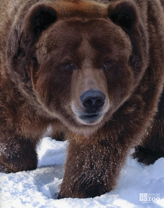 Grizzly in Snow