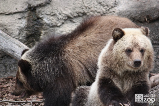 Grizzlies Forward and Sideways