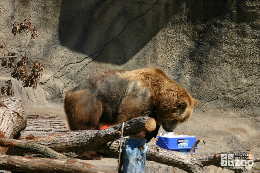 Grizzly Enrichment with Cooler