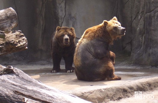 Grizzlies Warren and Lester