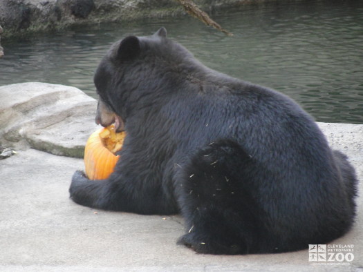 North American Black Bear with Pumpkin
