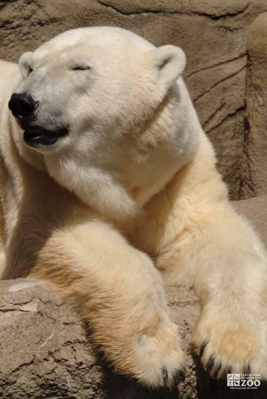 Polar Bear Paws Looking Sideways