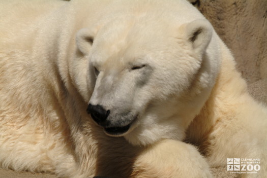 Polar Bear Looking Sideways