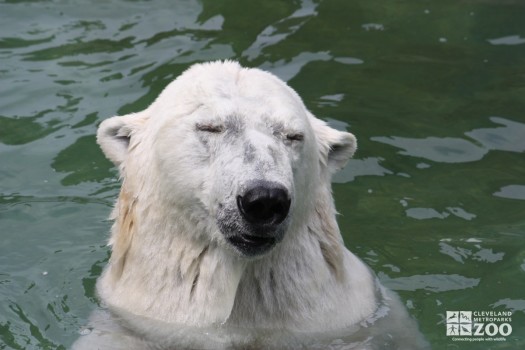 Polar Bear in Water Eyes Closed