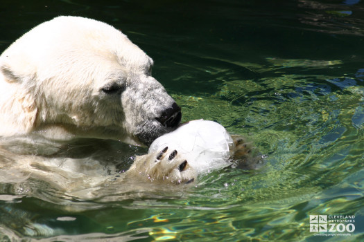 Polar Bear Enrichment in Water