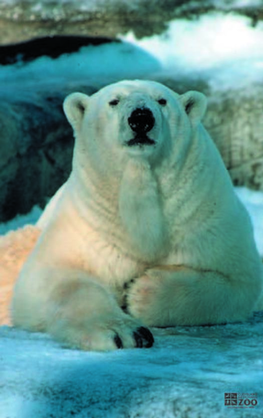 Polar Bear in Snow