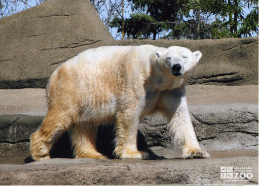 Polar Bear Walking Profile