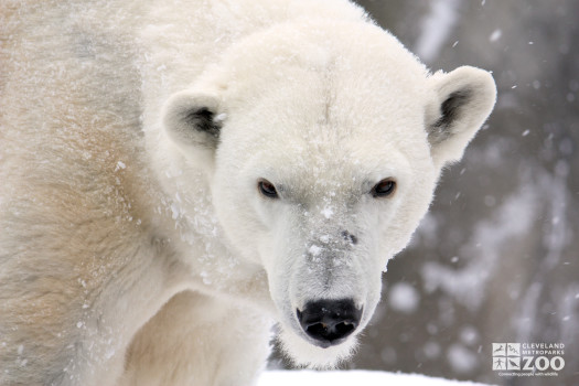 Polar Bear in Snow Close Up