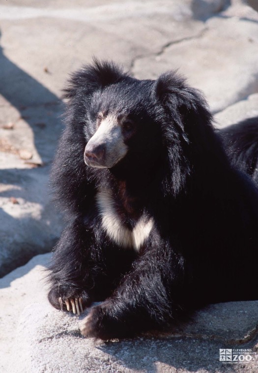 Sloth Bear Looks Ahead