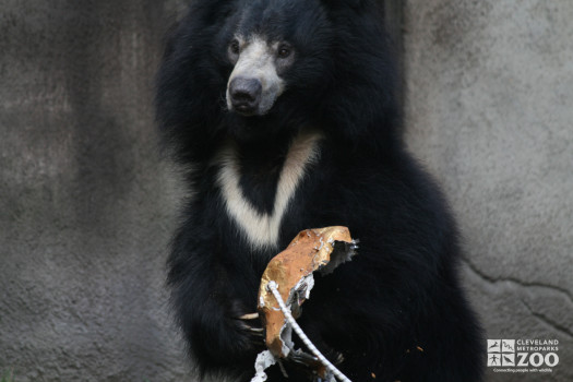 Sloth Bear Enrichment