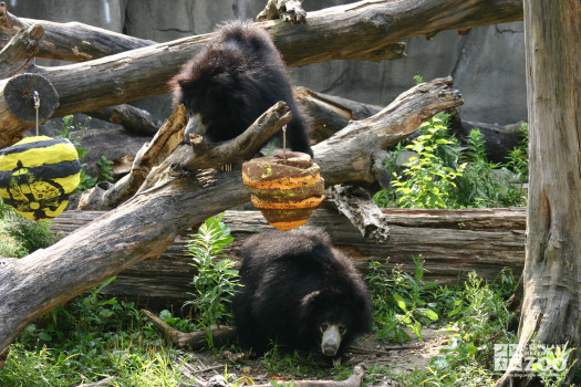 Sloth Bear Enrichment 5