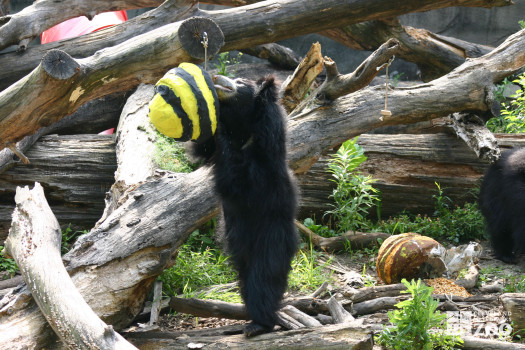 Sloth Bear Yellow Bee Hive