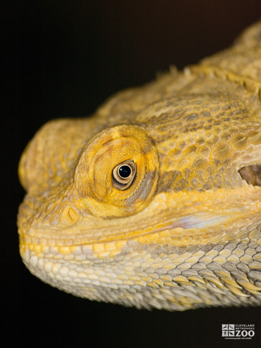 Bearded Dragon Close Up