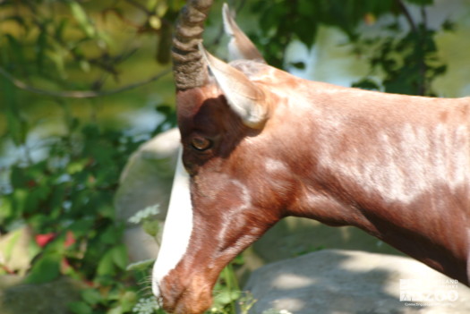 Bontebok Head Close Up