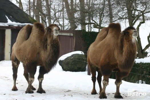 Camels in Snow