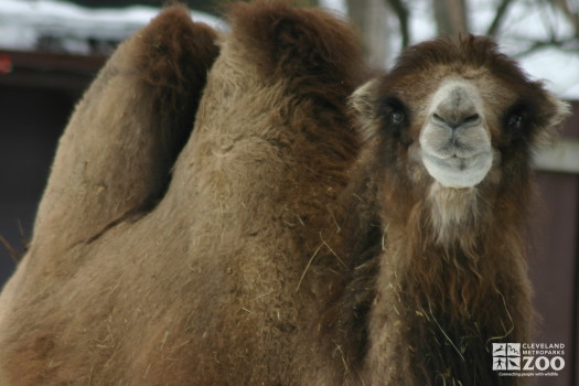 Camel Faces Camera