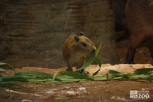 Baby Capybara Munching