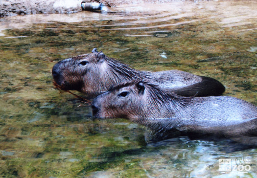 Capybaras in Water