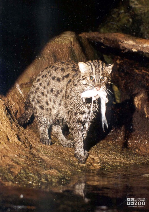 Fishing Cat with Fish