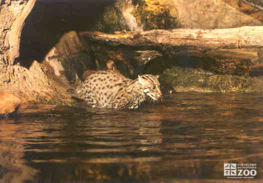 Fishing Cat in Water