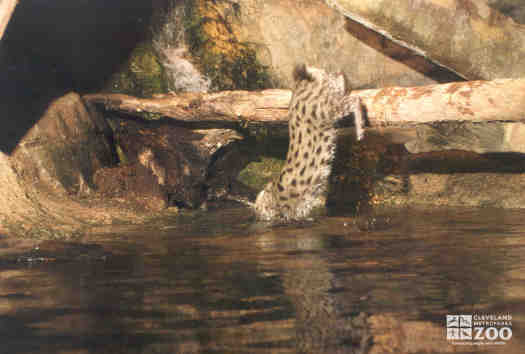 Fishing Cat Dives In