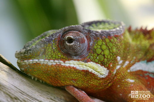 Panther Chameleon