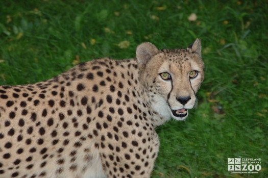 Cheetah Profile Looking at Camera