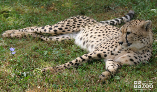Cheetah on the Grass