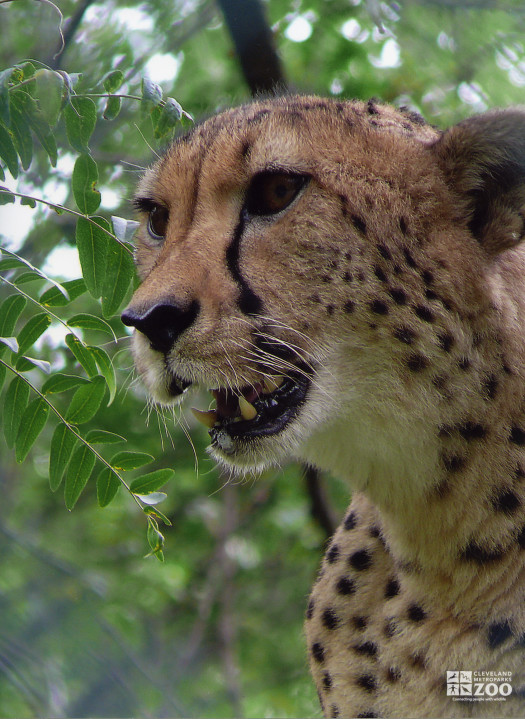 Cheetah Open Mouth