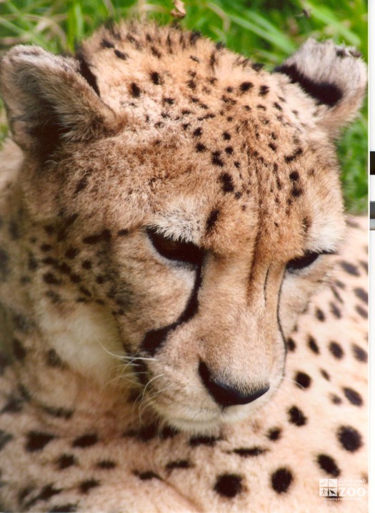 Cheetah Pensive