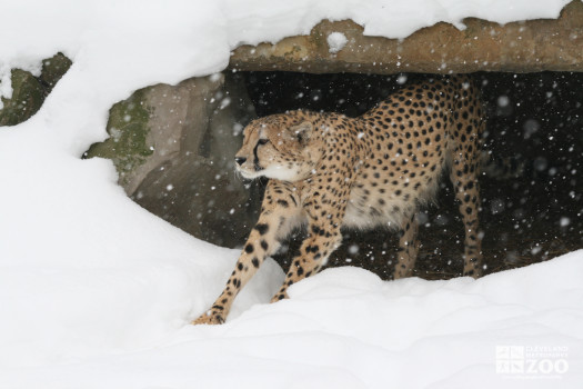 Cheetah in Snow