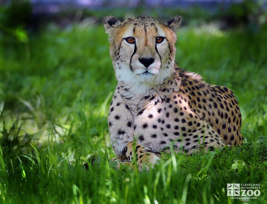 Cheetah Faces Camera