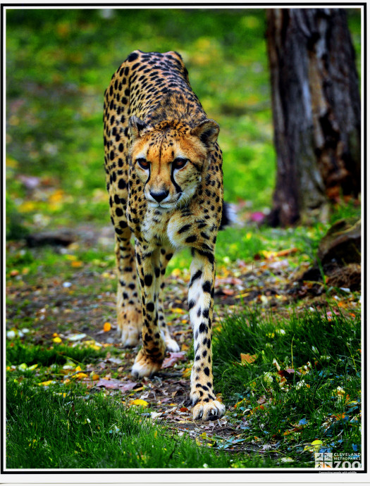 Cheetah Walks Ahead