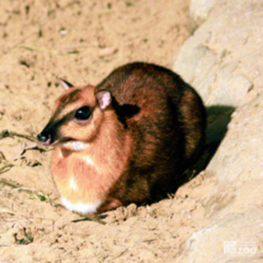 Chevrotain in the Dust