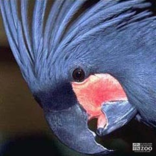 Palm Cockatoo Close Up