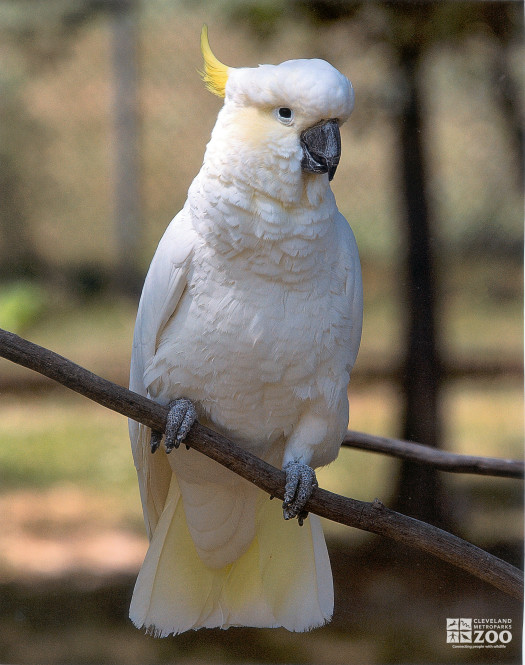 Sulphur-Crested Cockatoo Full on Branch