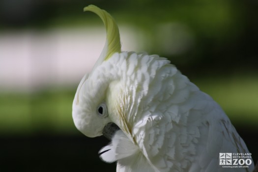 Sulphur-Crested Cockatoo Head Down