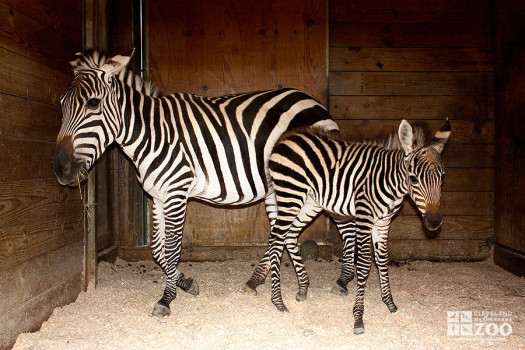 Grant's Zebra- New born and Parent