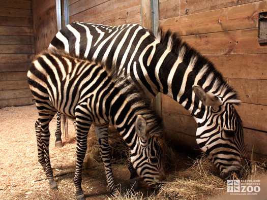 Grant's Zebra- New born and Parent Eating Hay