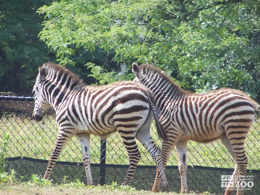 Grant's Zebra- Walking in pair