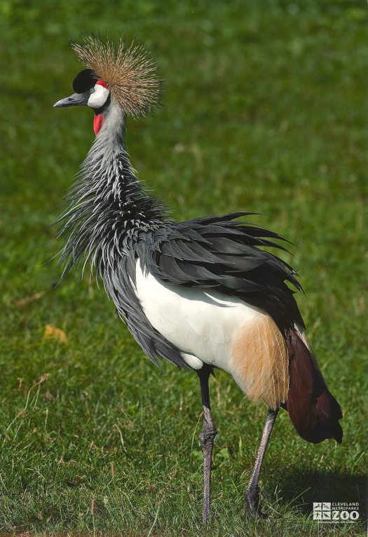 Crane, African Crowned Side View