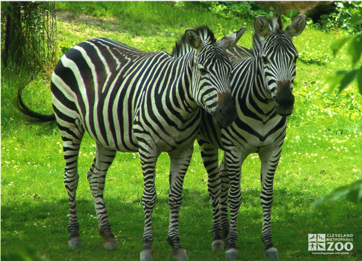 Grant's Zebra- Gazing throughout the African Plains