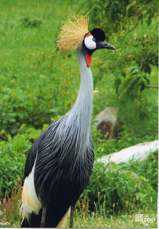 Crane, African Crowned Side View 3