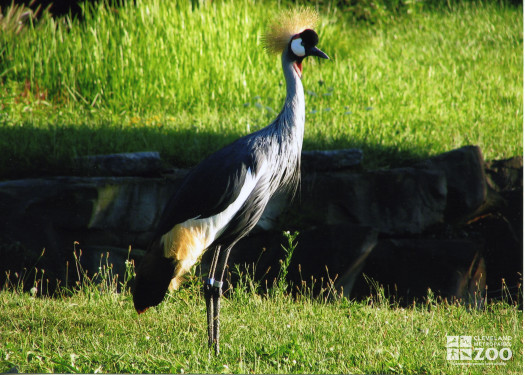 Crane, African Crowned Side View 4