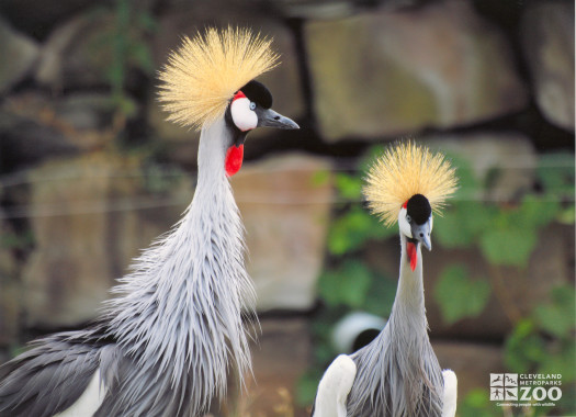 Cranes, African Crowned Side View 