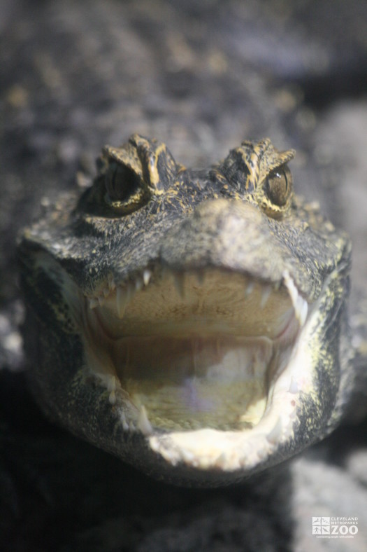 Crocodile, Dwarf Front View