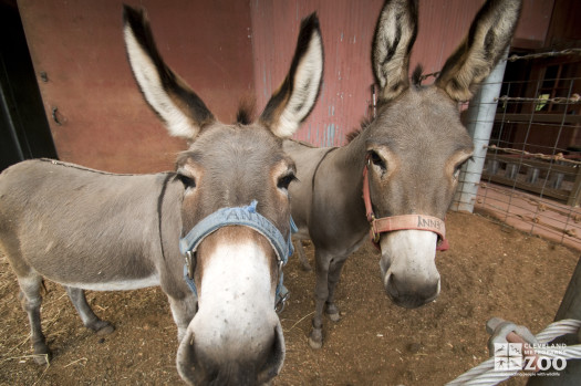 Donkeys, Domestic