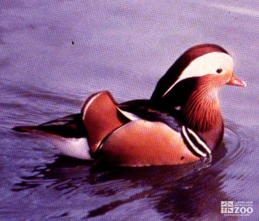 Duck, Mandarin 2
