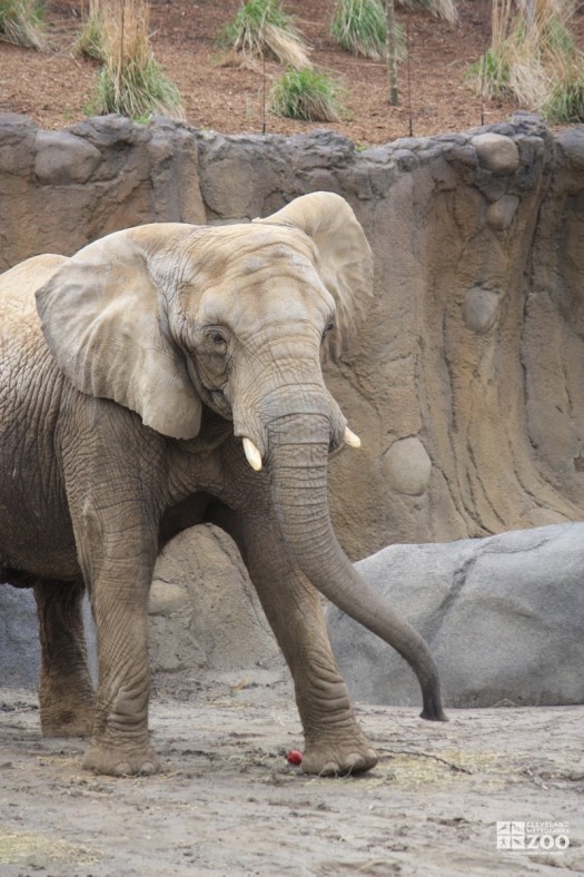 Elephant Walking Forward